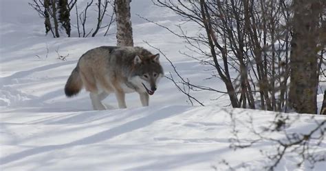 Wolf Reintroduction Plan May Bring 30 50 Wolves To Colorado Over Next 3