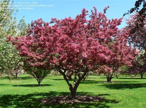 Plantfiles Pictures Flowering Crabapple Indian Magic Malus By