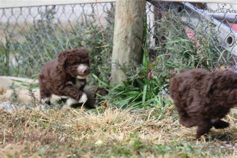 We list thousands of pedigree dogs, cats, kittens and puppies for sale or stud online Spanish Water Dog puppy for sale near Lincoln, Nebraska | 540b3ce5-3201