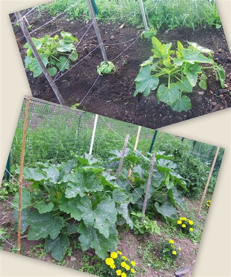 Zucchini is a garden staple and an extremely vigorous grower. Stuff by Cher: How my garden grows . . . growing zucchini