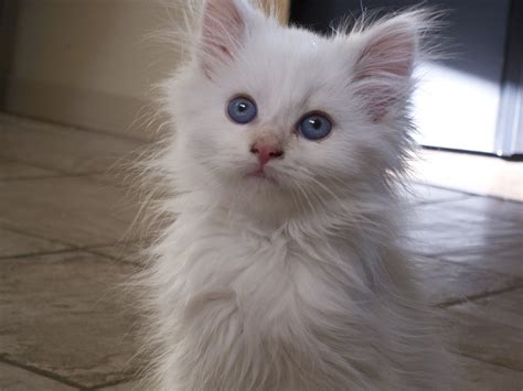 Meet Loki My New Siberian Kitten He Has The Most Beautiful Blue Eyes