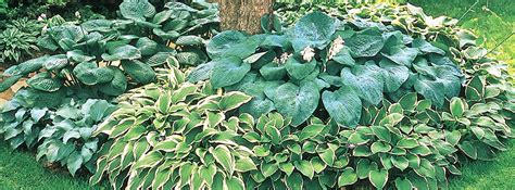 A Guide For How To Plant Hostas Caring And Growing Tips Brecks