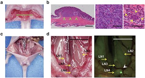 Submucosally Invaded Orthotopic Xenografts Of Human Colorectal Cancer