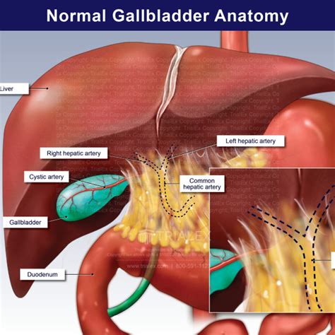 Normal Gallbladder Anatomy Trialexhibits Inc Free Nude Porn Photos