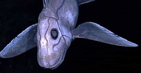 Scariest Deep Sea Creatures Ranked By How Horrifying They Are