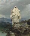 Attributed to Joseph Wolf (1820-1899) , A gyrfalcon in an extensive ...