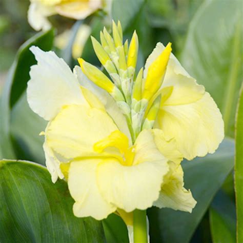 How To Grow Canna Lily Bulbs Complete Guide To Growing Canna Lilies