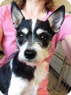 Adoptions are now by appointment only. Las Vegas, NV - Terrier (Unknown Type, Small) Mix. Meet ...