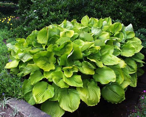 Product Viewer Hosta Sum And Substance