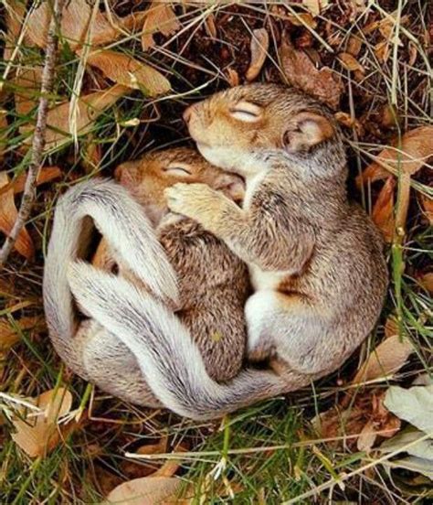 Cuddling Baby Squirrelsthis Is What My Two Guys Are Going To Grow To