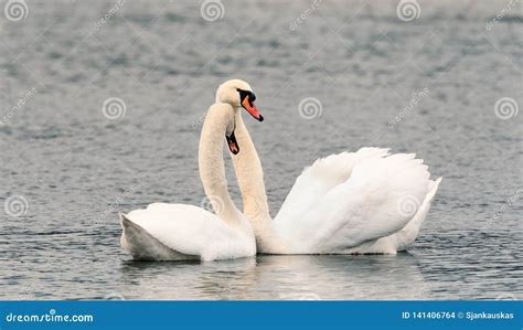 Cygnus Branco Olor Que Acopla Se Cena De Um Par Cisnes Mudas Da