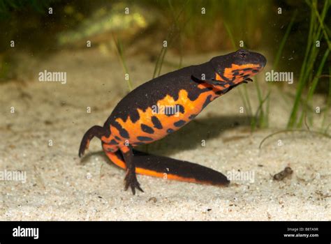 Cynops Orientalis Chinese Fire Bellied Newt Stock Photo Alamy