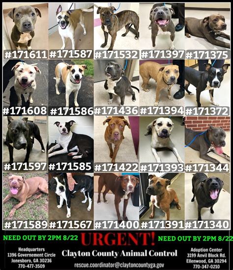 Fwd Urgent Dogs At Clayton County Animal Control Need Rescue By 2pm
