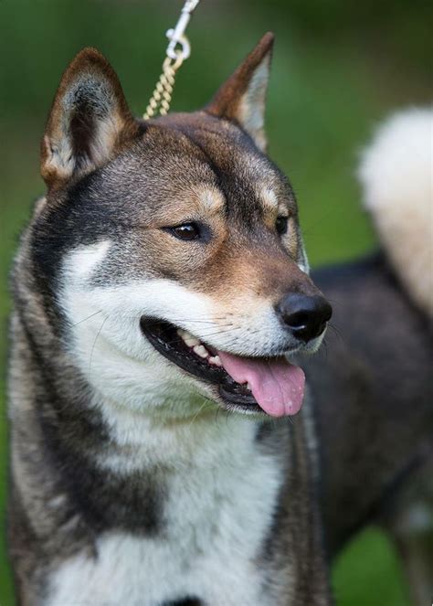 72 Best Shikoku Dog Images On Pinterest Dog Breeds Species Of Dogs