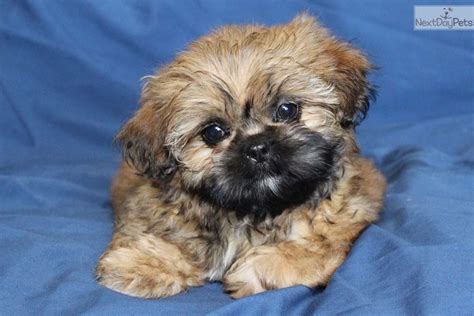 We had a beautiful 5 year old shitzu that we loved. Gizmo: Shih Tzu puppy for sale near Louisville, Kentucky ...