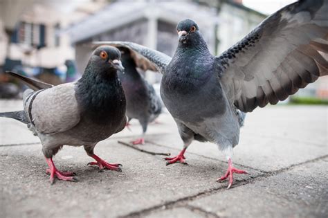 Why Are There So Many Pigeons Live Science