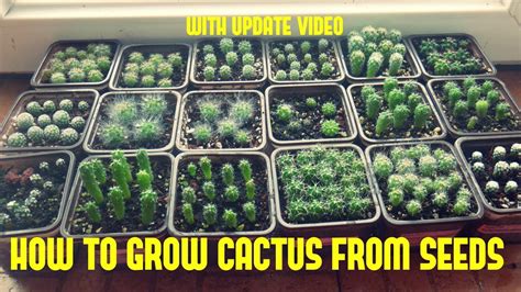 How To Grow Cactus From Seed With Update Video Herbal Plant Power