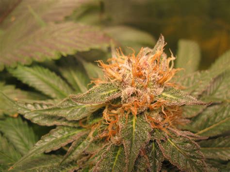 Midnight Kush G13 Labs Cannabis Strain Gallery