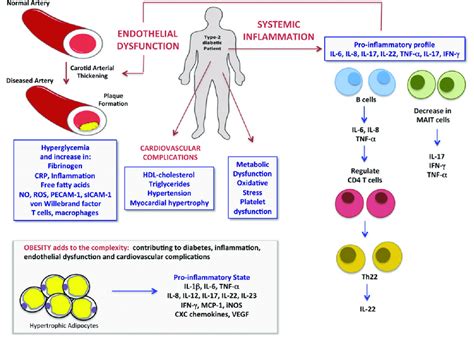 The Inter Relationship Of Inflammation In Diabetes And Diabetic