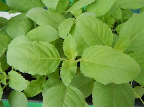 Holy Basil Seeds Nutrition Facts And Health Benefits Hb Times