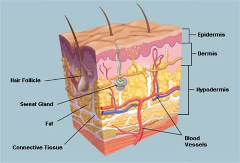 Pada Lapisan Epidermis Kulit Terdapat Stratum Corneum Yang Berfungsi