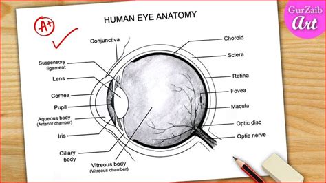 Eye Diagram Easy To Draw Labelled Diagram Of Human Eye Anatomy Step