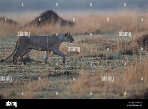 Lioness Panthera Leo In Savanna Masai Mara Game Reserve Kenya Stock