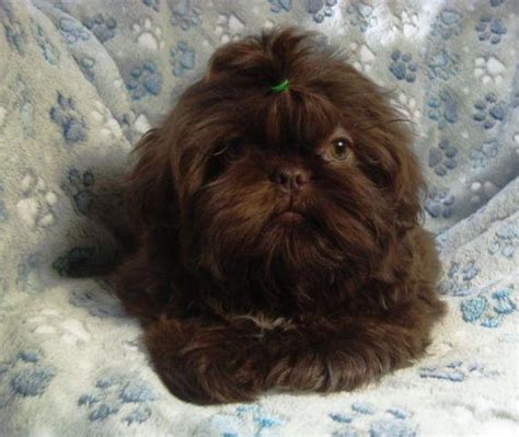 $$$$ iowa chinese imperial shihtzu puppies and teacup shih tzu puppies. Beautiful AKC Chocolate Shih-Tzu Puppy - 14 weeks for Sale in Muscatine, Iowa Classified ...