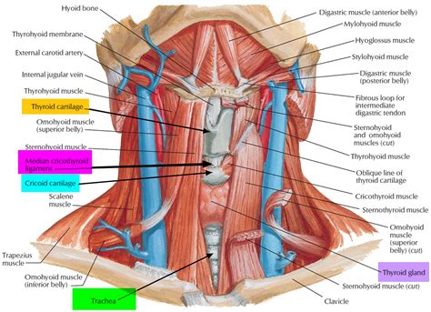 Thyroid Anatomy Muscles