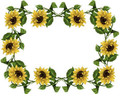 Download High Quality Sunflower Clipart Border Design
