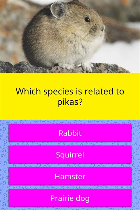 Which Species Is Related To Pikas Trivia Questions Quizzclub