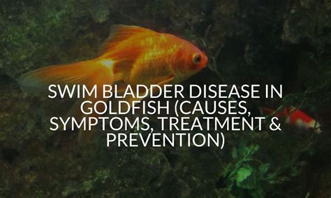 Swim Bladder Disease In Goldfish Pregnant Health Tips