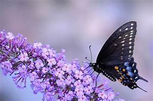 Animals, Macro, Insect, Butterfly, Flowers, Purple, Flowers