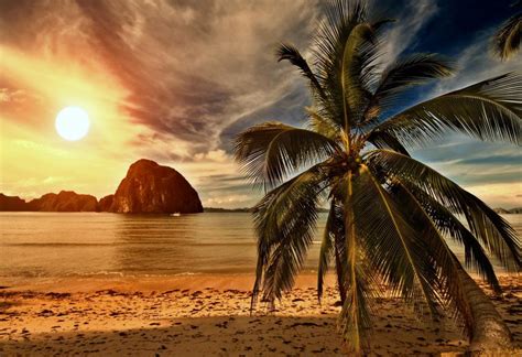 Tropical Paradisepalm On Beach Wallpaper Nature And