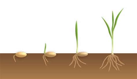 My chickpeas never sprout and i follow these instructions to the t! Grow Gardener Blog