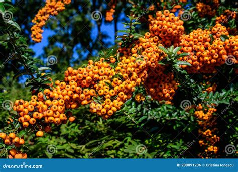 Small Yellow And Orange Fruits Or Berries Of Pyracantha Plant Also