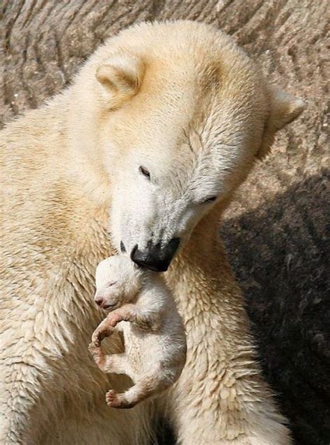 Mama Polar Bear And Baby Animals Animals Beautiful Baby
