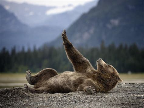 17 Adorable Animals Whove Mastered The Art Of Stretching