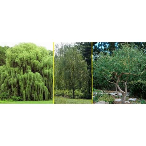 Willow Tree Bundle 10 Fast Growing Aussie Willow Trees 4 Weeping