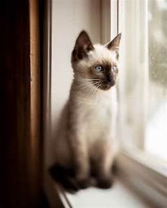 From Precious Puppies To Majestic Cats Craigslist S Pet Extravaganza In San Diego