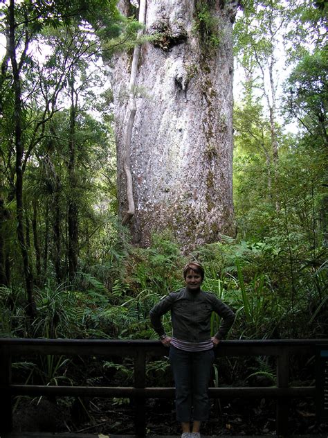 Te Matua Ngahere Is A Giant Kauri Coniferous Tree In The Waipoua Forest