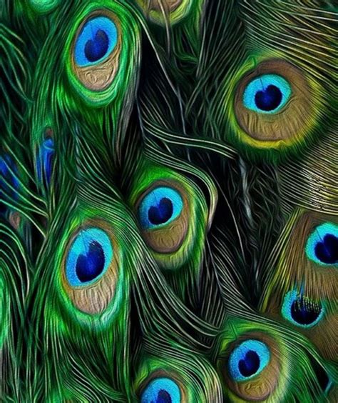 Pin By Pinner On Peacock Colors Peacock Art Peacock Peacock Feathers