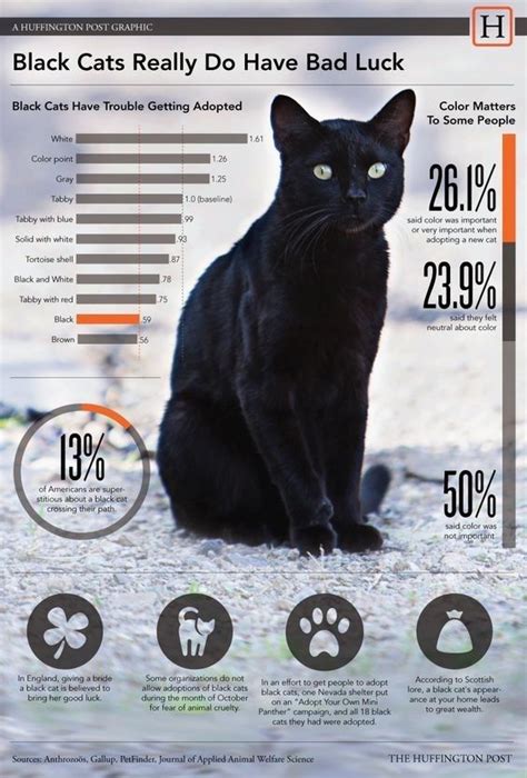 Interesting Infographics About Black Cats I Can Has Cheezburger Cat