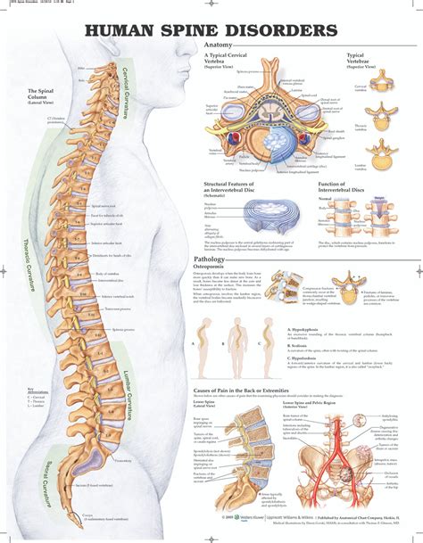 Lower Spine Anatomy