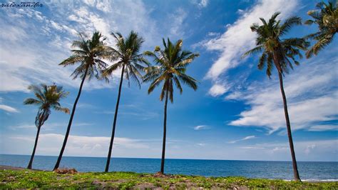 Wallpaper Palms Trees Sea Tropics Landscape Hd Picture Image