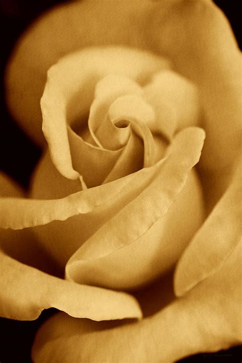 The Golden Vintage Rose Photograph By Jennie Marie Schell Pixels
