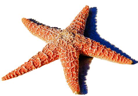 Isolated Starfish Red Sea · Free Photo On Pixabay