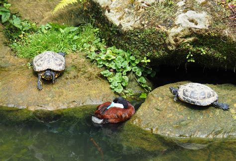 Yellow Bellied Sliders Trachemys Scripta Scripta And Ruddy Duck Drake