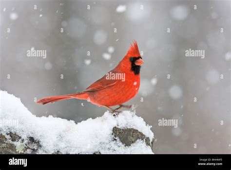 Northern Cardinal In Snow Stock Photo Alamy