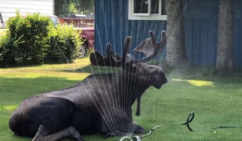 See full list on livescience.com Video: Bull Moose Stays Hydrated During Brutal Heatwave ...